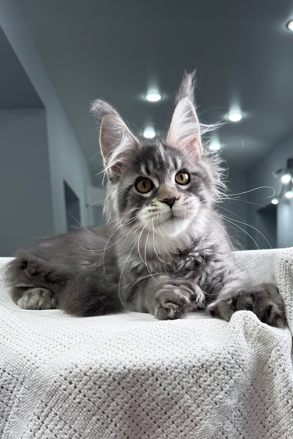 Karine | Polydactyl Maine Coon Kitten