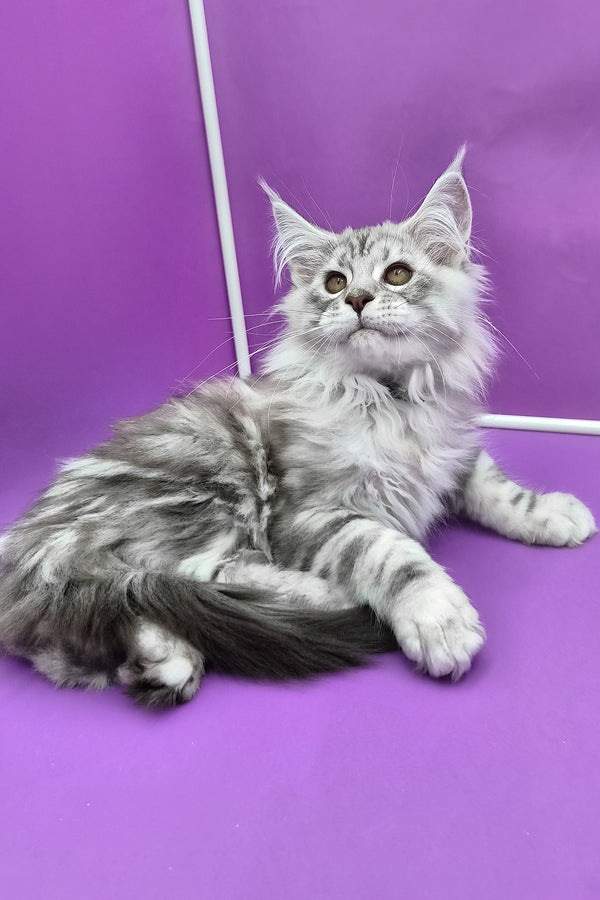 Kassi | Maine Coon Kitten