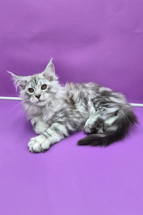 Kassi | Maine Coon Kitten