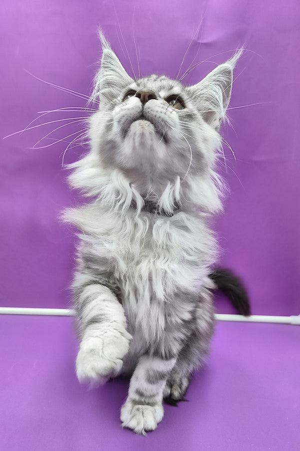 Kassi | Maine Coon Kitten