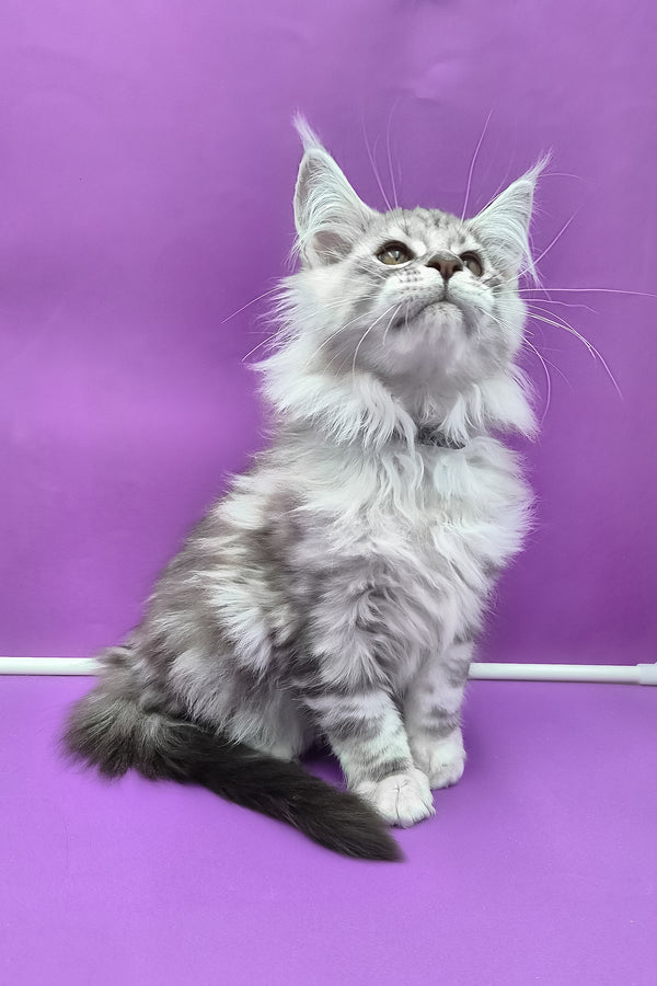 Kassi | Maine Coon Kitten