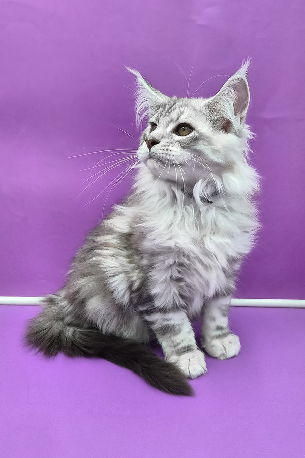 Kassi | Maine Coon Kitten