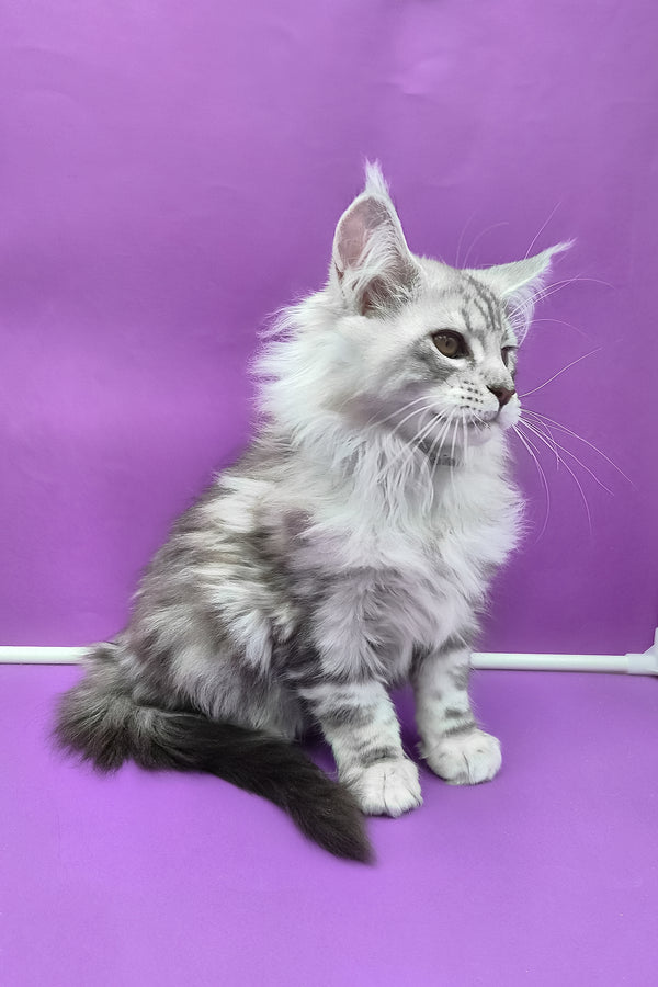 Kassi | Maine Coon Kitten