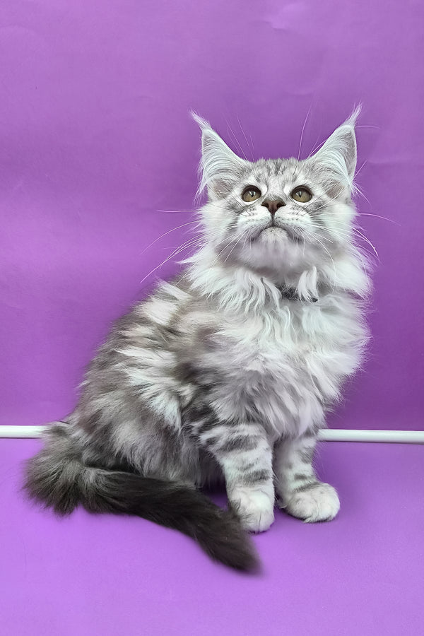 Kassi | Maine Coon Kitten
