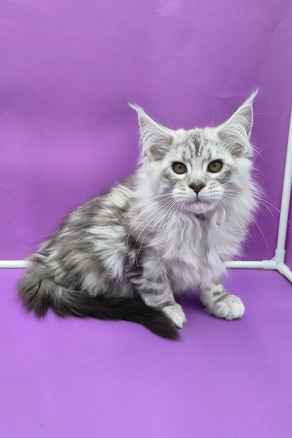 Kassi | Maine Coon Kitten