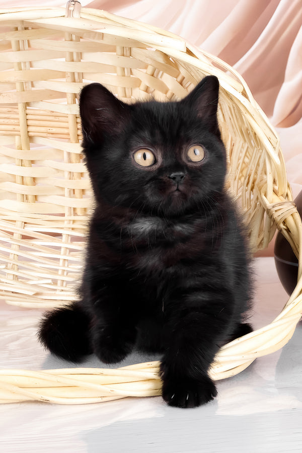 Kazimir | British Shorthair Kitten