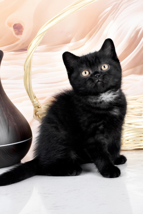 Kazimir | British Shorthair Kitten