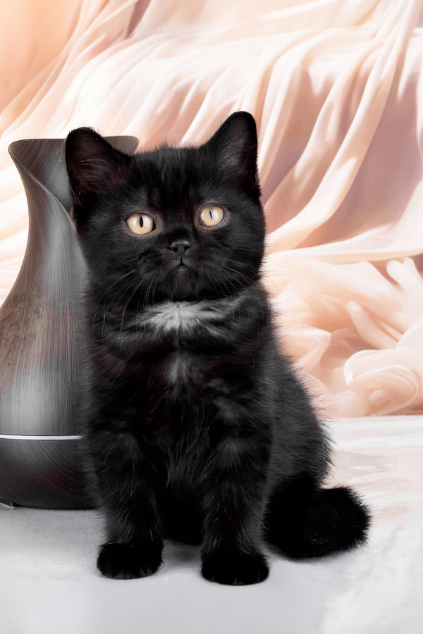 Kazimir | British Shorthair Kitten