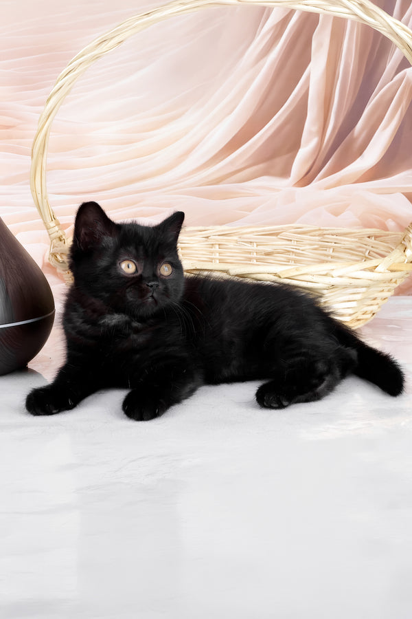 Kazimir | British Shorthair Kitten