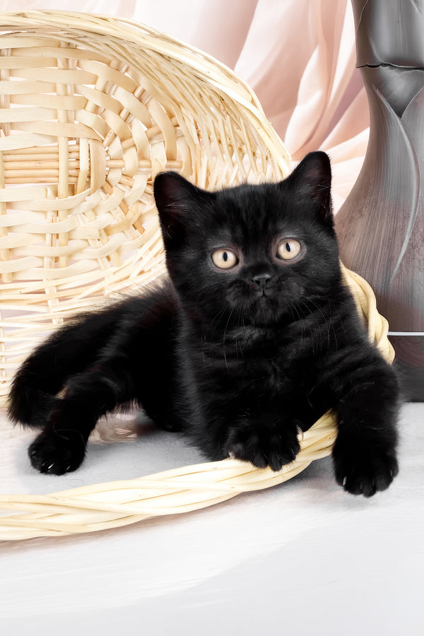 Kazimir | British Shorthair Kitten