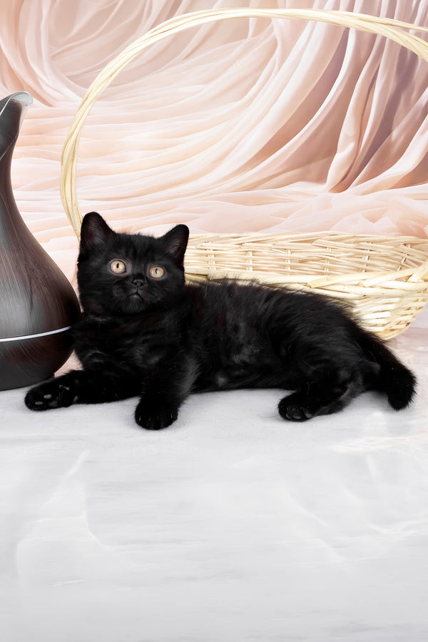 Kazimir | British Shorthair Kitten