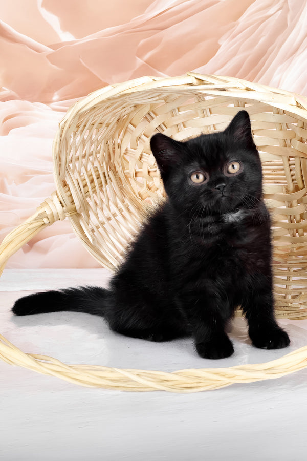 Kazimir | British Shorthair Kitten