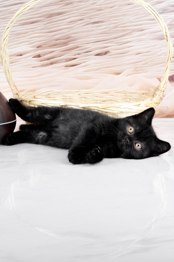 Kazimir | British Shorthair Kitten