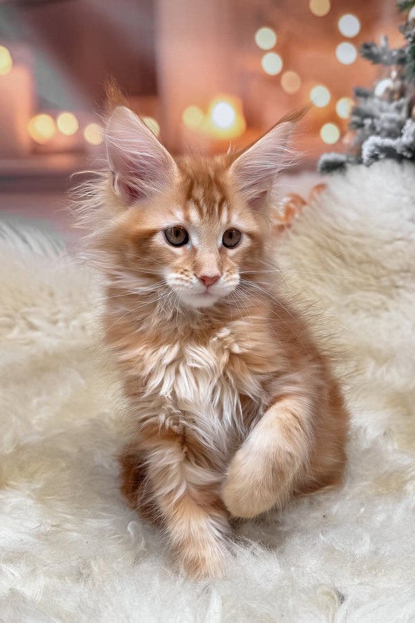 Klim | Maine Coon Kitten