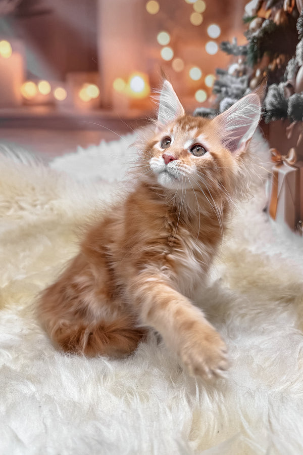 Klim | Maine Coon Kitten
