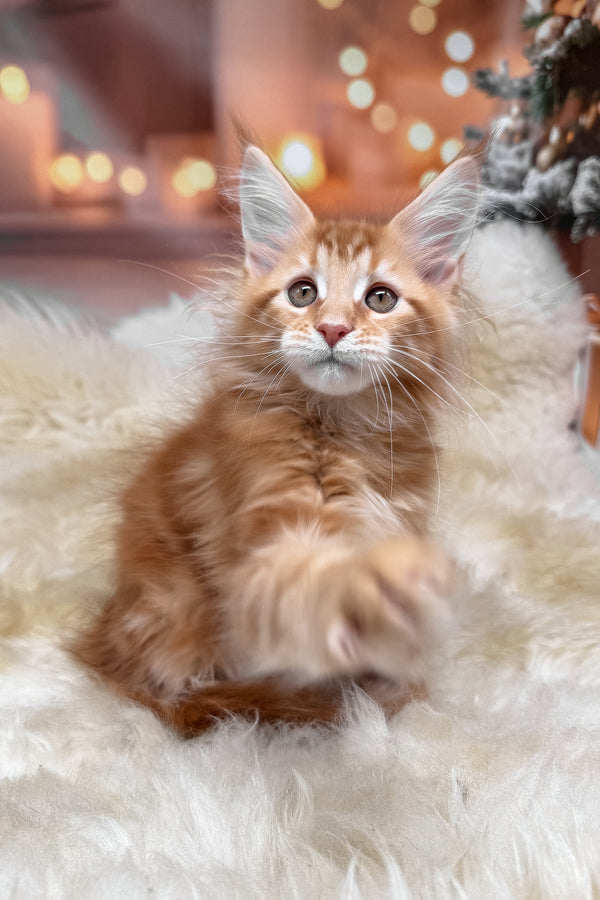 Klim | Maine Coon Kitten