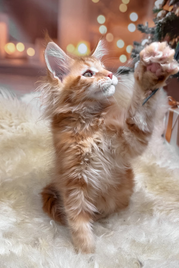 Klim | Maine Coon Kitten