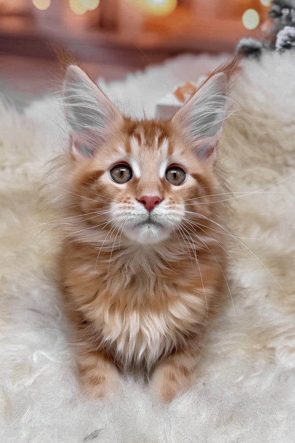 Klim | Maine Coon Kitten