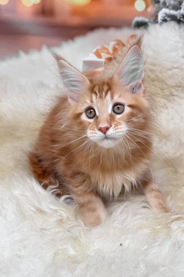 Klim | Maine Coon Kitten