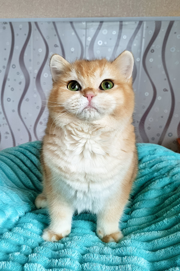 Leonardo | British Shorthair Kitten