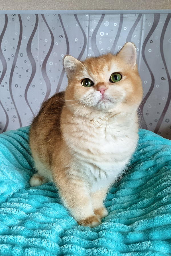 Leonardo | British Shorthair Kitten