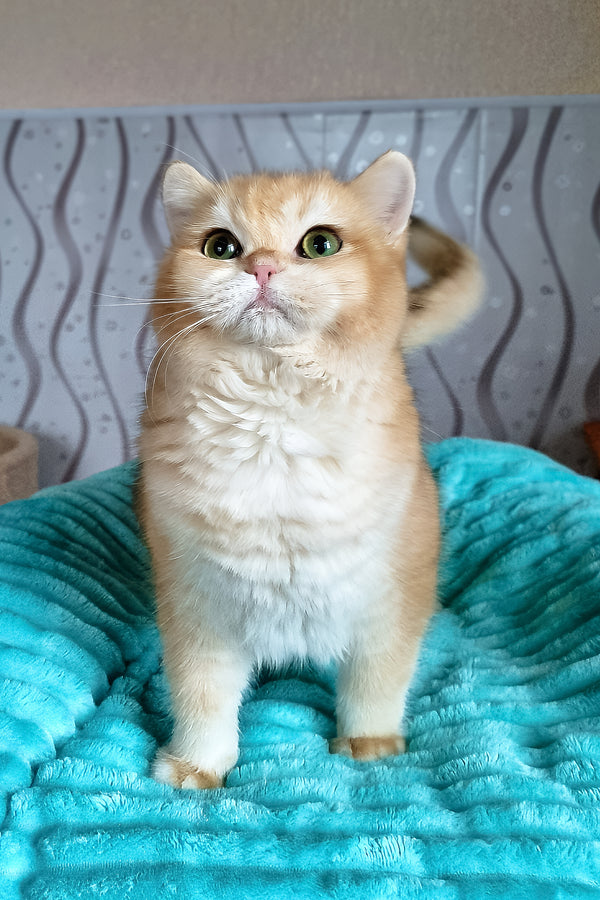 Leonardo | British Shorthair Kitten