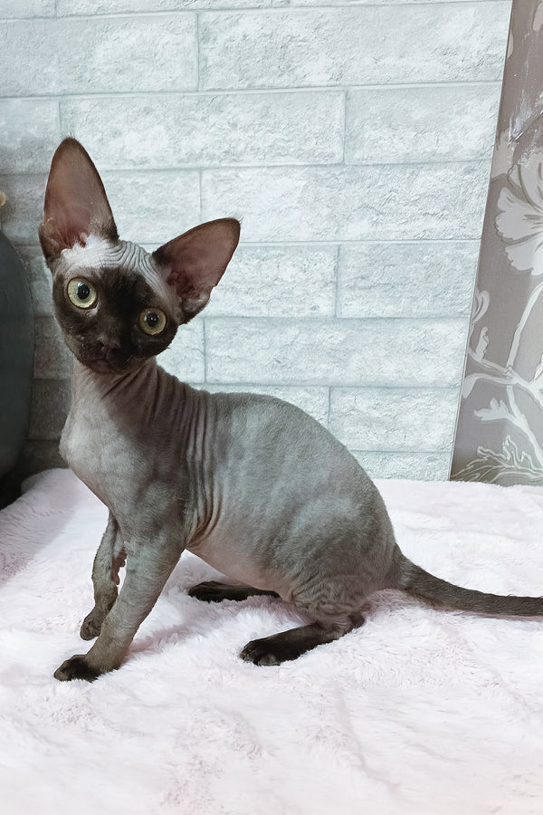 Leonel | Devon Rex Kitten