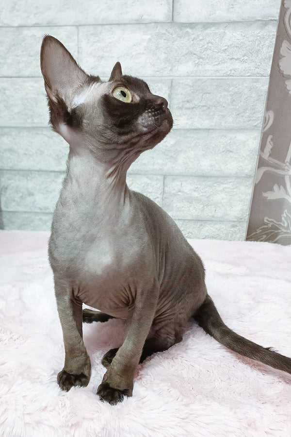 Leonel | Devon Rex Kitten