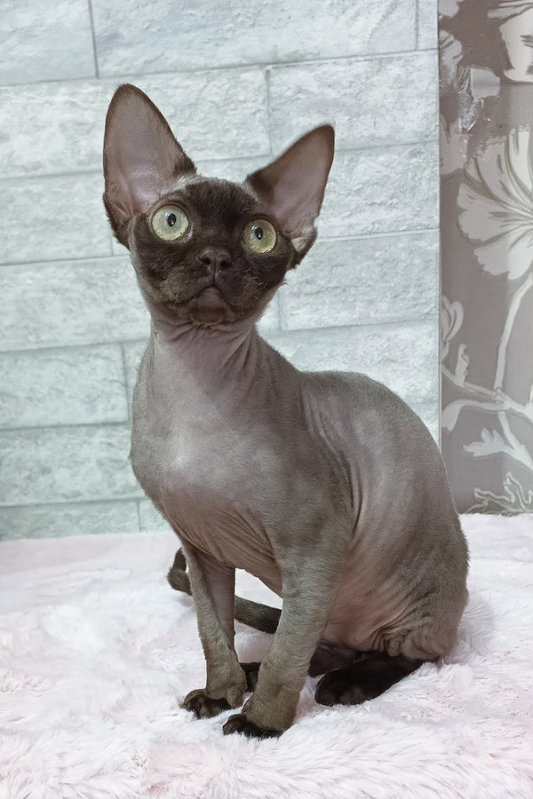 Leonel | Devon Rex Kitten