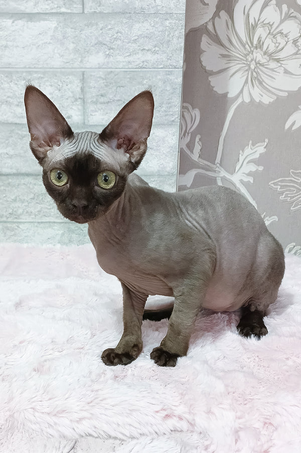 Leonel | Devon Rex Kitten