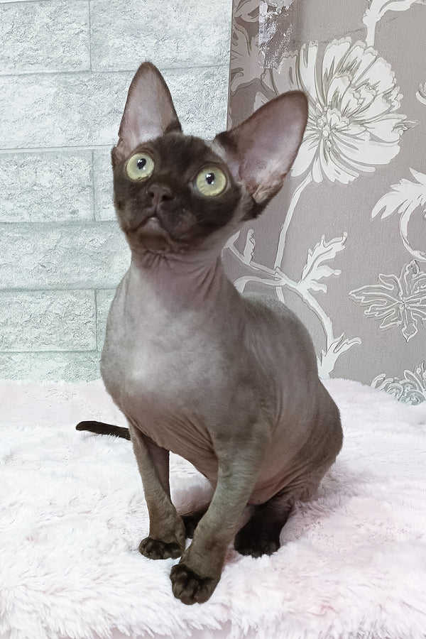 Leonel | Devon Rex Kitten