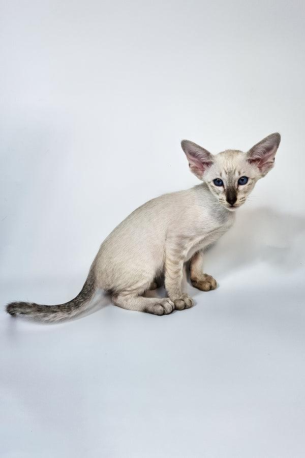Lileya | Oriental Shorthair Kitten