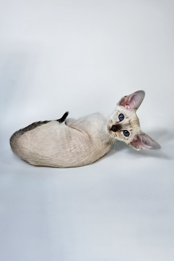 Lileya | Oriental Shorthair Kitten