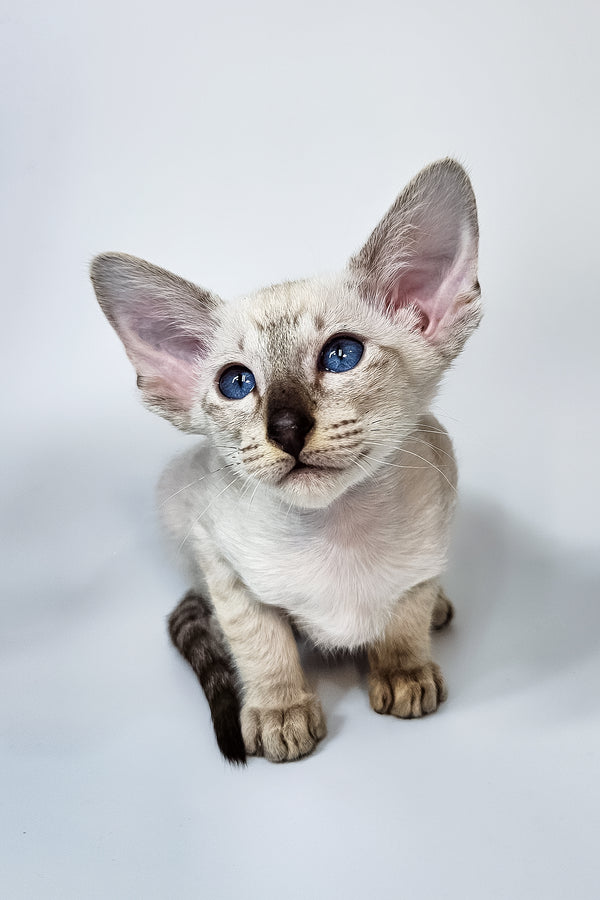 Lileya | Oriental Shorthair Kitten