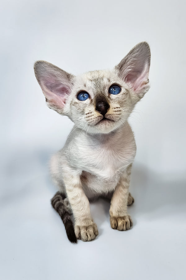 Lileya | Oriental Shorthair Kitten
