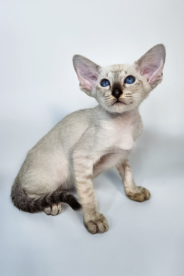 Lileya | Oriental Shorthair Kitten