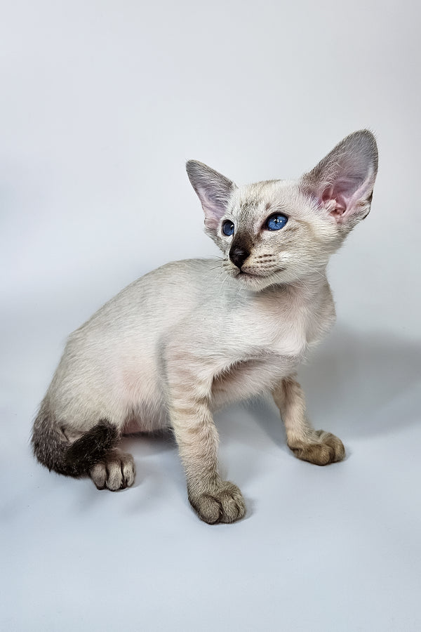 Lileya | Oriental Shorthair Kitten