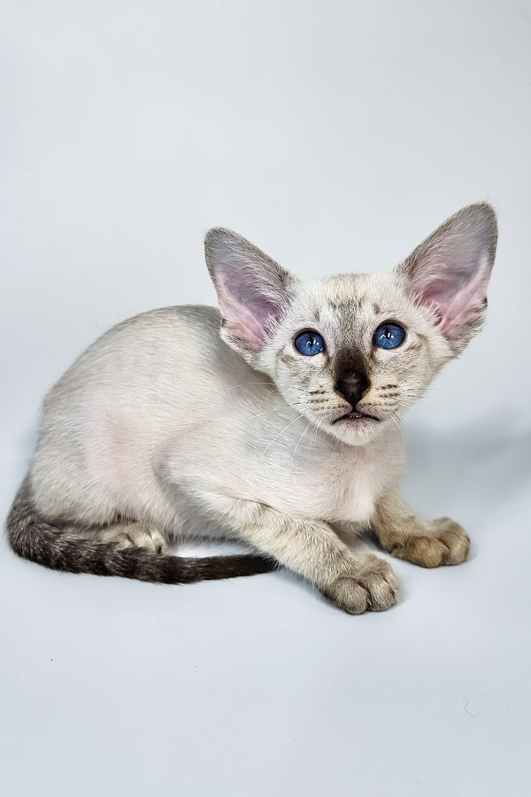 Lileya | Oriental Shorthair Kitten
