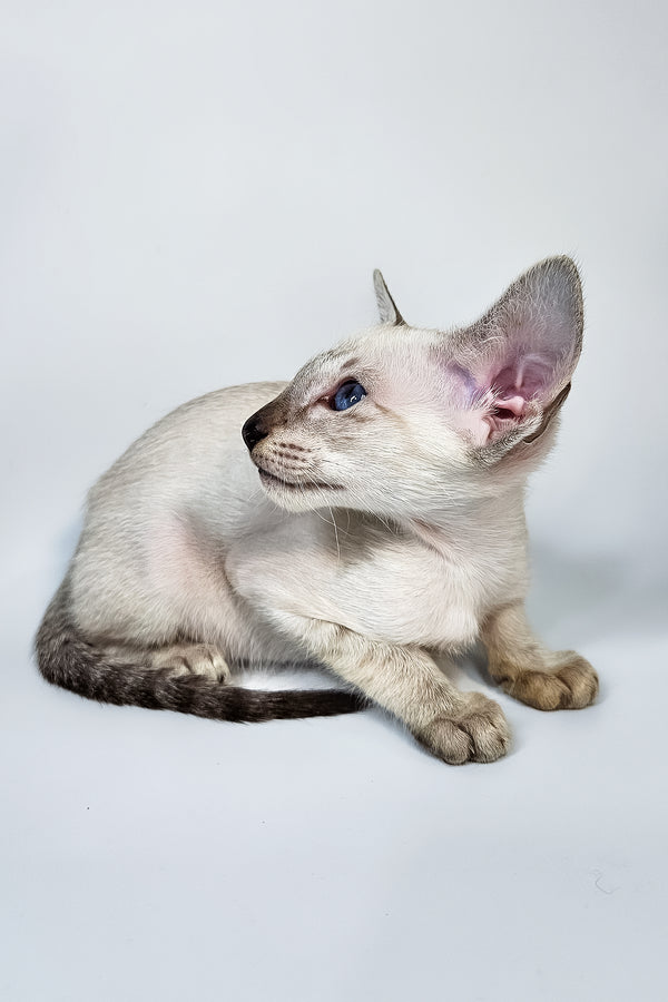 Lileya | Oriental Shorthair Kitten