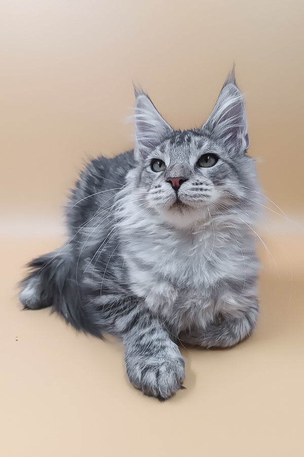 Lu | Maine Coon Kitten