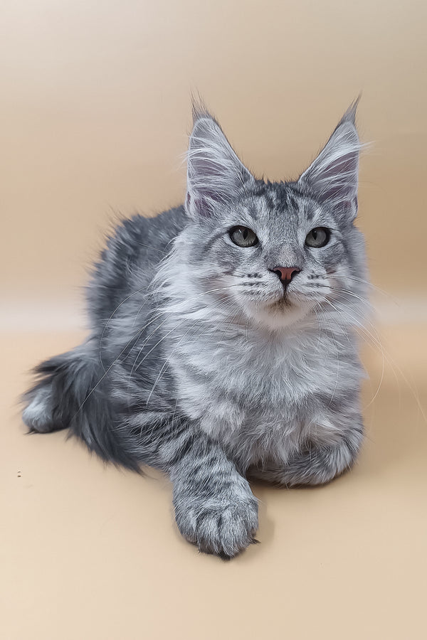 Lu | Maine Coon Kitten
