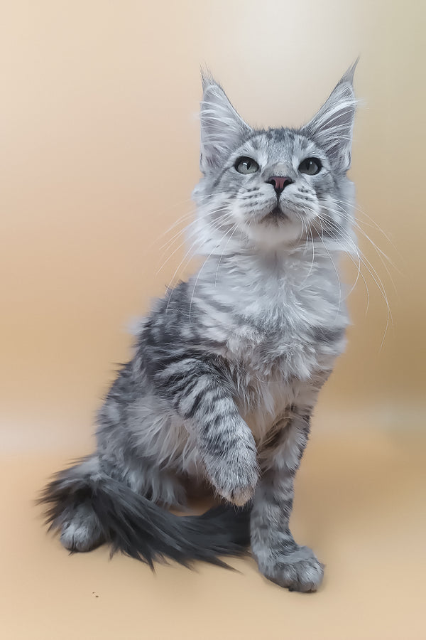 Lu | Maine Coon Kitten