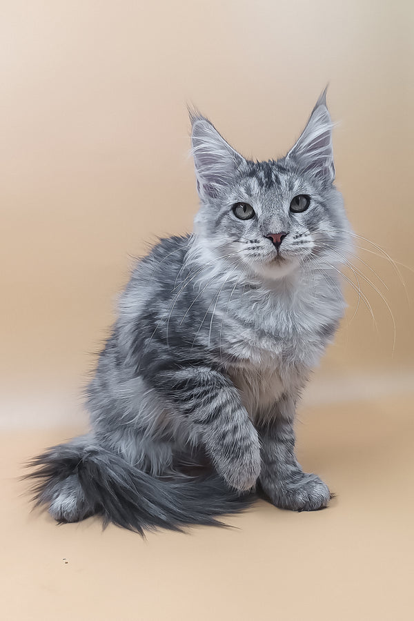 Lu | Maine Coon Kitten