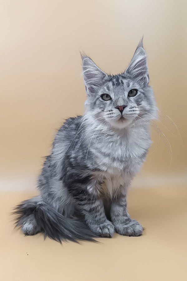 Lu | Maine Coon Kitten