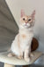 Meil | Maine Coon Kitten