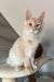 Meil | Maine Coon Kitten