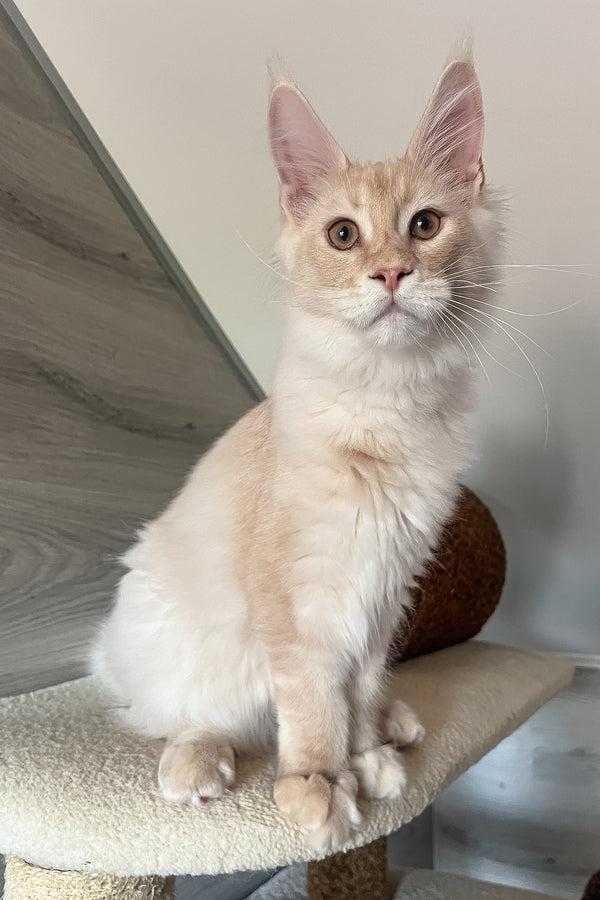 Meil | Maine Coon Kitten
