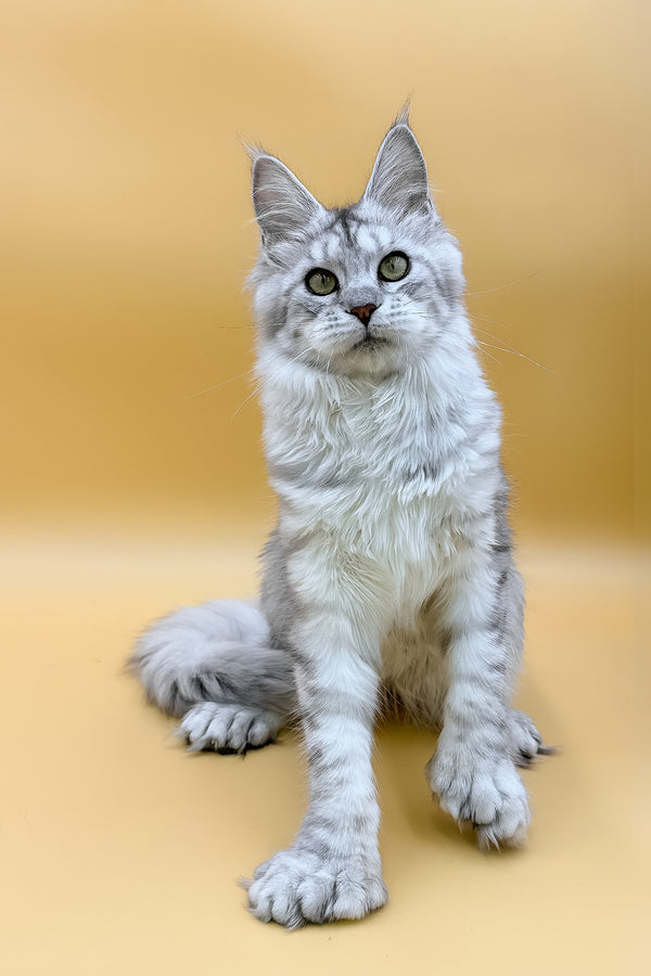 Marisha | Polydactyl Maine Coon Kitten