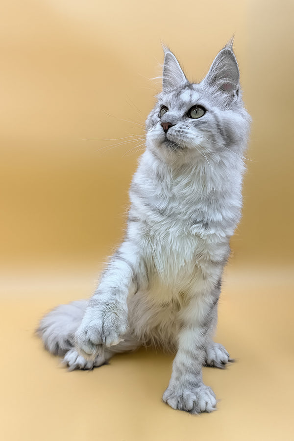 Marisha | Polydactyl Maine Coon Kitten