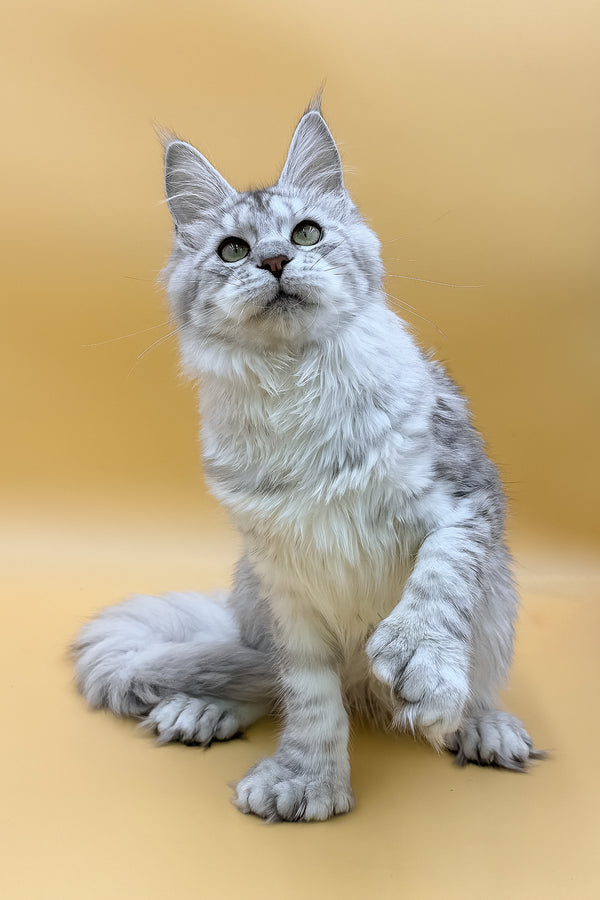 Marisha | Polydactyl Maine Coon Kitten